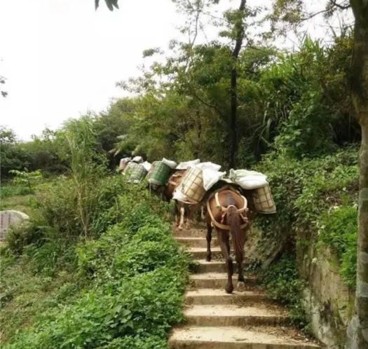 嘉兴山区马帮运输