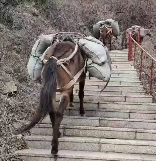 嘉兴骡马运输