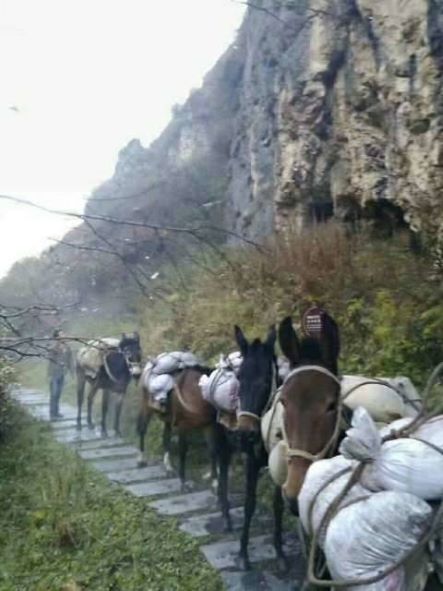 嘉兴骡子运输队